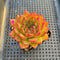 Echeveria Agavoides 'Chalstone' 3" Succulent Plant