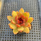 Echeveria 'Elly' ('Blood Queen' x 'Elegans') 2" Flower Village Original Hybrid Succulent Plant