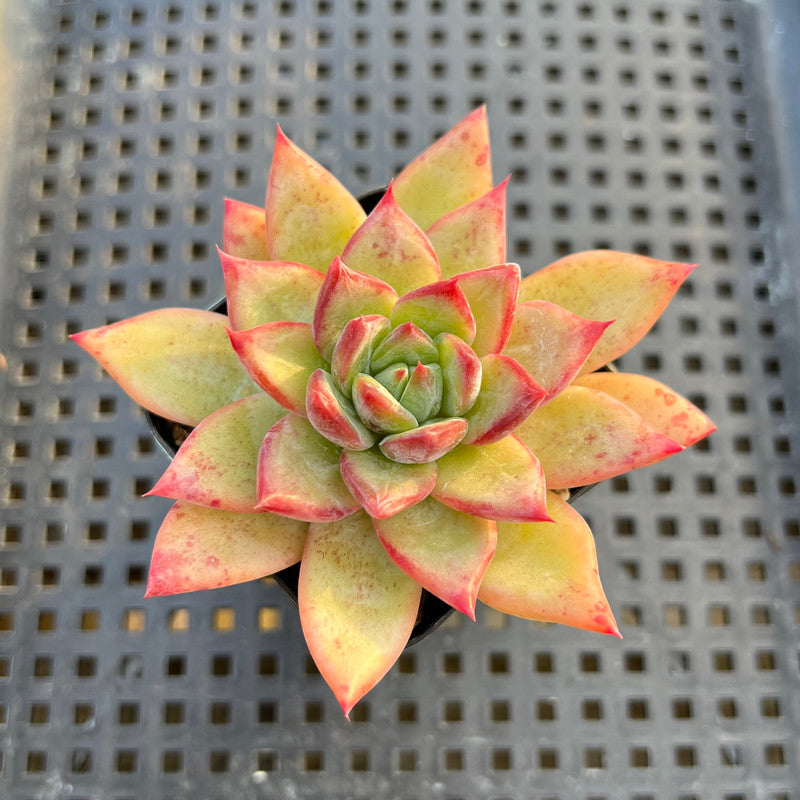 Echeveria 'Colorata' Hybrid 2" Succulent Plant