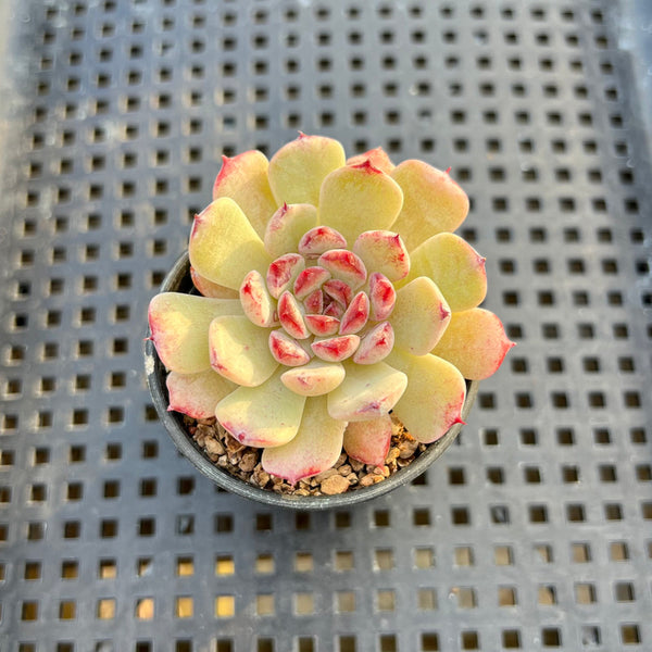 Echeveria 'Michelin' 2" Changhee Hybrid Succulent Plant