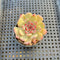 Echeveria 'Michelin' 2" Changhee Hybrid Succulent Plant