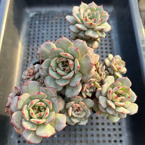 Echeveria 'Monjell' 4" Cluster New Air Magic Hybrid Succulent Plant