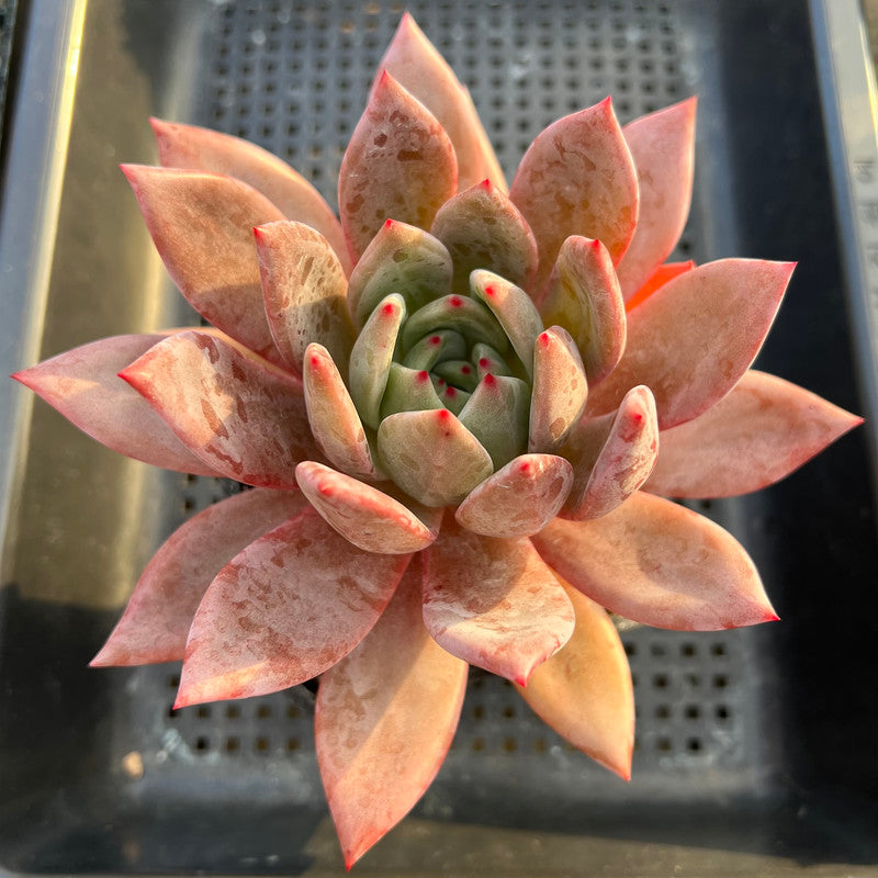 Echeveria 'Purple Champaign' 4" Succulent Plant