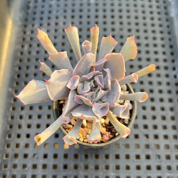 Echeveria 'Trumpet Pinky' 2" Succulent Plant