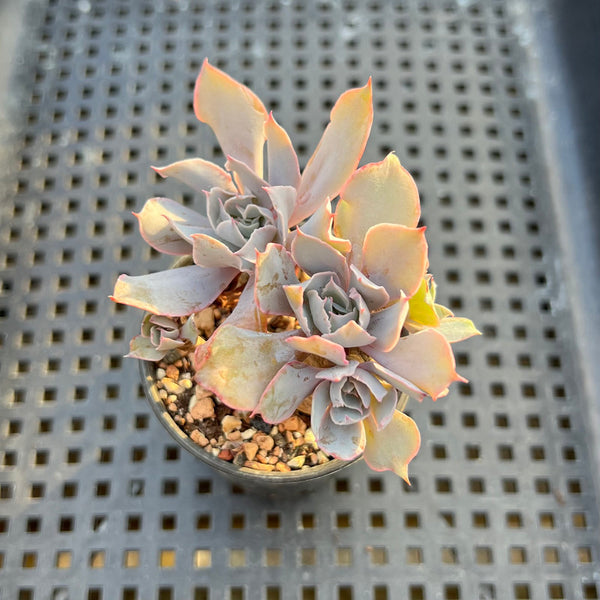 Echeveria 'Trumpet Pinky' 2" Succulent Plant