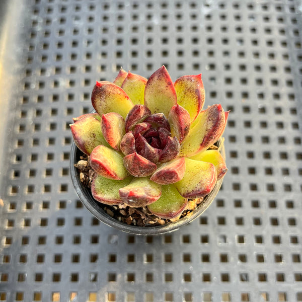 Echeveria 'Black Bear' 2" Succulent Plant