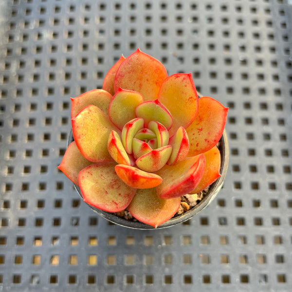 Echeveria 'Salu' 2" Succulent Plant