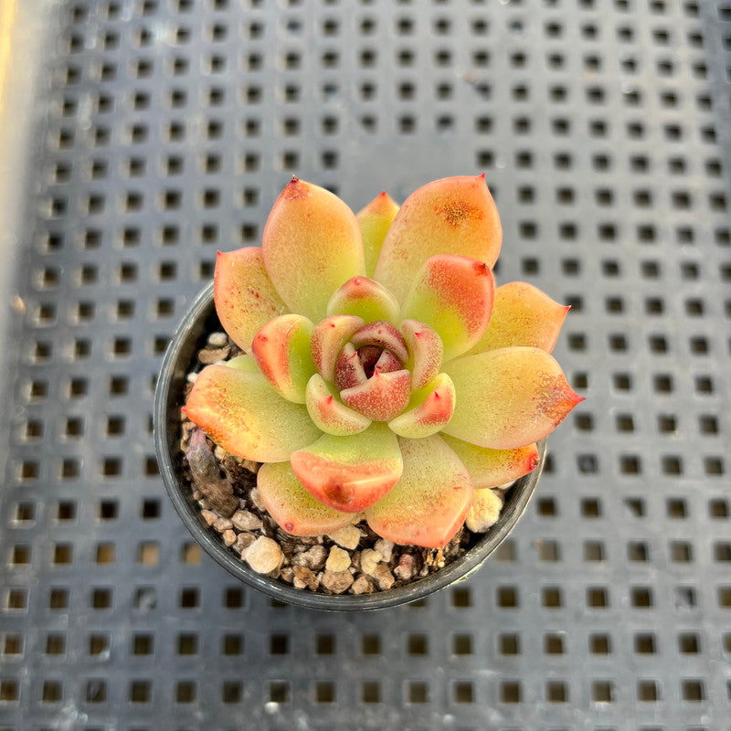 Echeveria sp. 2" Succulent Plant