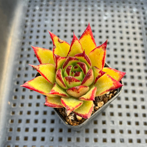 Echeveria Agavoides 'Orange Ebony' 2" Succulent Plant