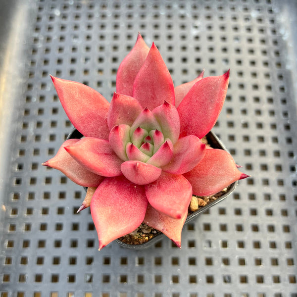 Echeveria Agavoides 'Rome' 2" Succulent Plant