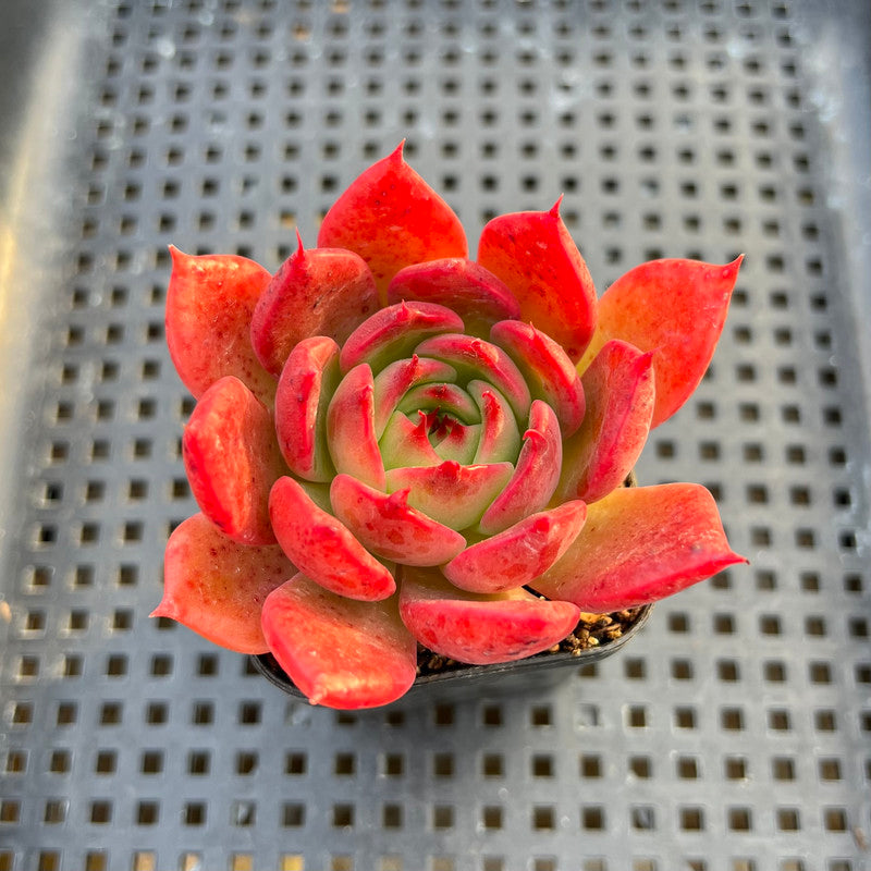 Echeveria sp. 2" Succulent Plant