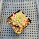 Echeveria Zaragoza 2" Succulent Plant