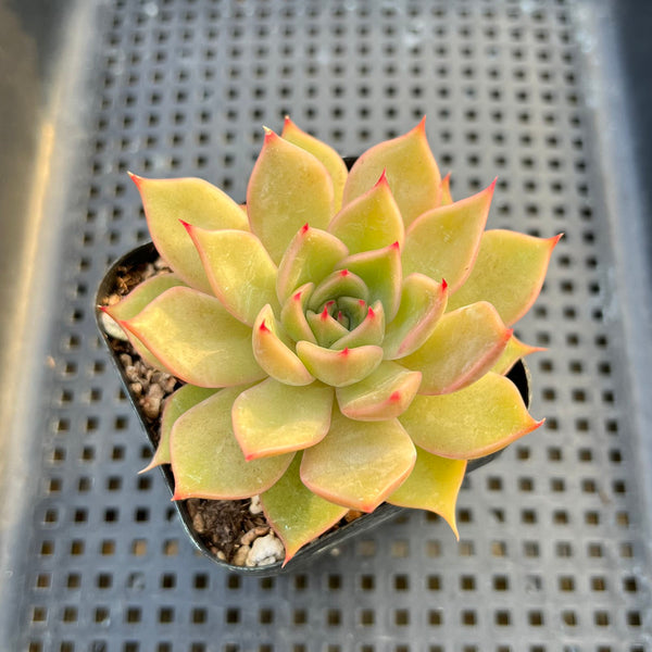 Echeveria 'Silonica' 2" Succulent Plant