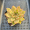 Echeveria 'Silonica' 2" Succulent Plant