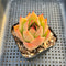 Echeveria 'Jade Star' 2" Succulent Plant