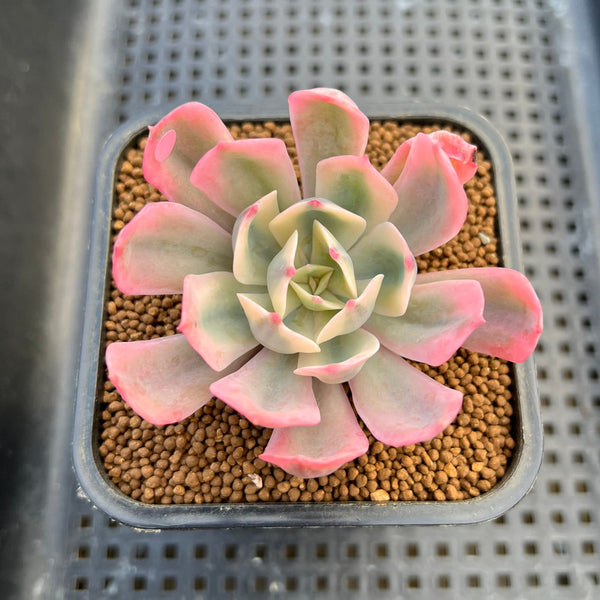 Echeveria 'Secunda' Variegated 2"-3" Succulent Plant Cutting