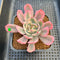 Echeveria 'Secunda' Variegated 2"-3" Succulent Plant Cutting