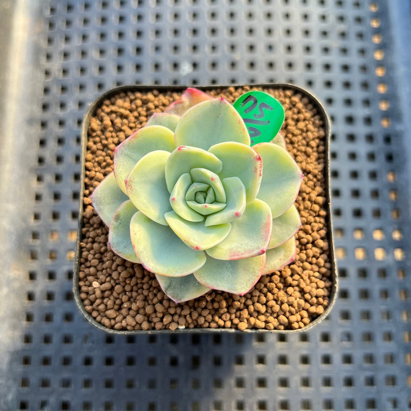 Echeveria 'Peaches & Cream' Variegated 2"-3" Succulent Plant Cutting