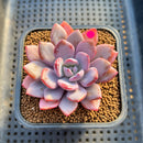 Graptoveria 'Acute Pink' 2" Succulent Plant Cutting