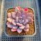 Graptoveria 'Acute Pink' 2" Succulent Plant Cutting