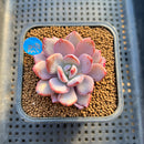 Graptoveria 'Acute Pink' 2" Succulent Plant Cutting