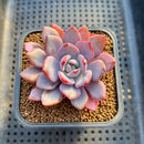 Graptoveria 'Acute Pink' 2" Succulent Plant Cutting