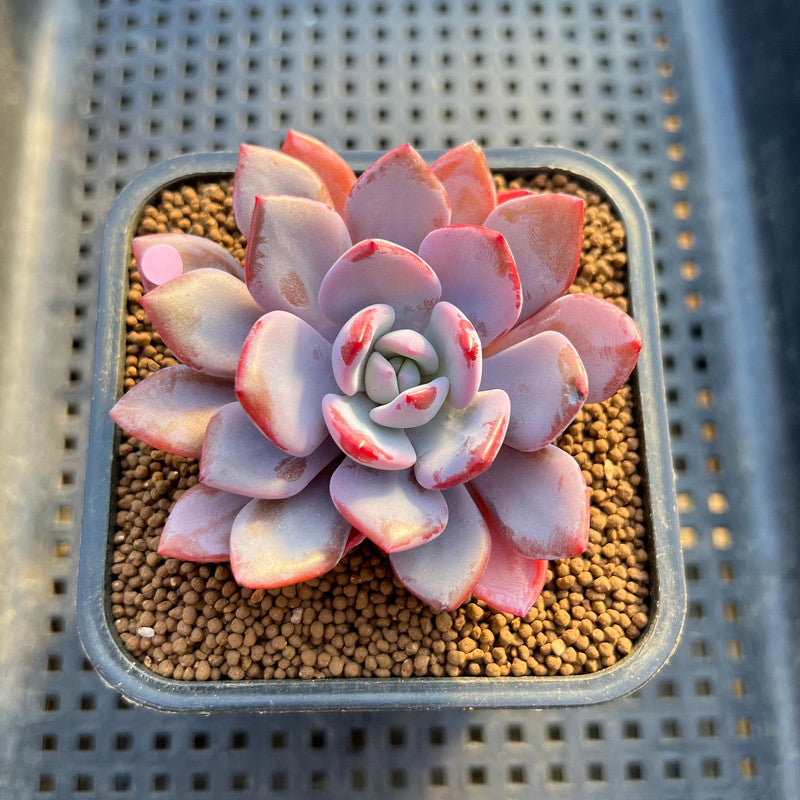 Graptoveria 'Acute Pink' 2" Succulent Plant Cutting