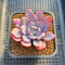 Graptoveria 'Acute Pink' 2" Succulent Plant Cutting