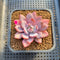 Graptoveria 'Acute Pink' 2" Succulent Plant Cutting