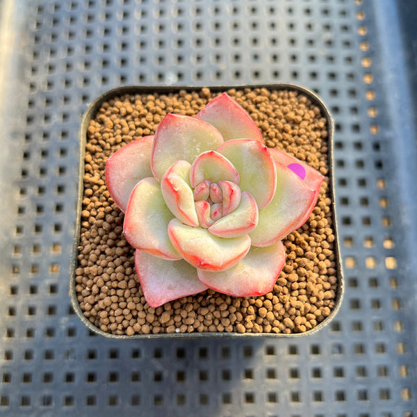 Echeveria 'Amabile' 2" Succulent Plant Cutting