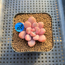 Graptopetalum 'Polari Heart' 2” Succulent Plant Cutting