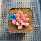 Graptopetalum 'Polari Heart' 2” Succulent Plant Cutting