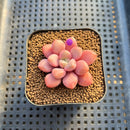 Graptopetalum 'Polari Heart' 2” Succulent Plant Cutting