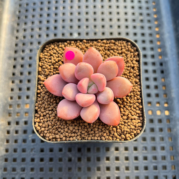 Graptopetalum 'Polari Heart' 2” Succulent Plant Cutting