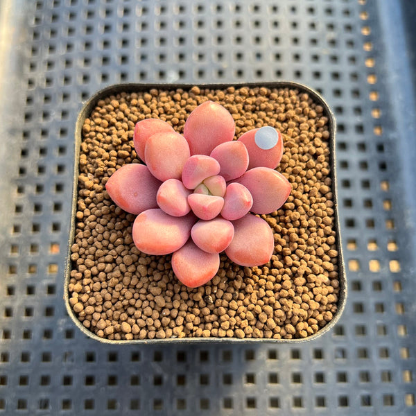 Graptopetalum 'Polari Heart' 2” Succulent Plant Cutting