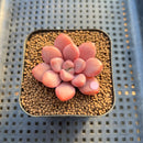 Graptopetalum 'Polari Heart' 2” Succulent Plant Cutting