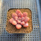 Graptopetalum 'Polari Heart' 2” Succulent Plant Cutting