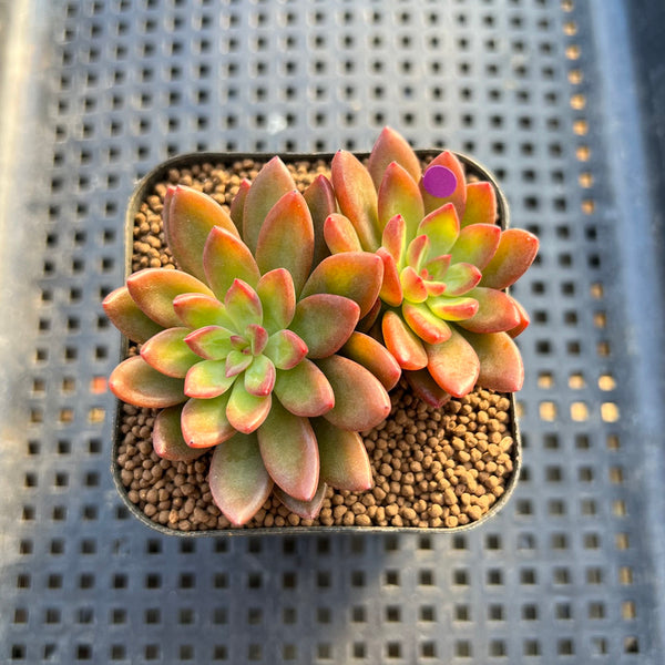 Sedeveria  'Lucifer' 2" Succulent Plant Cutting