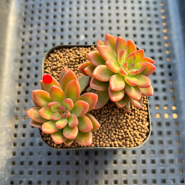 Sedeveria  'Lucifer' 2" Succulent Plant Cutting