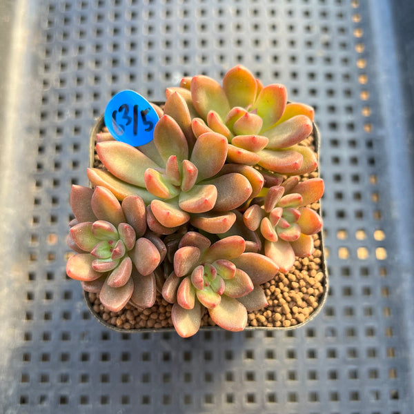 Sedeveria  'Lucifer' 2" Succulent Plant Cutting