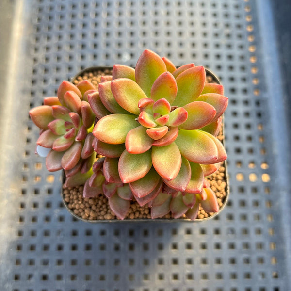 Sedeveria  'Lucifer' 2" Succulent Plant Cutting