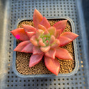 Graptoveria 'Love' 2" Succulent Plant Cutting