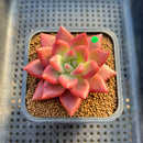 Graptoveria 'Love' 2" Succulent Plant Cutting