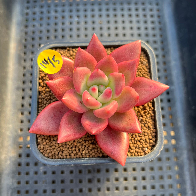 Graptoveria 'Love' 2" Succulent Plant Cutting