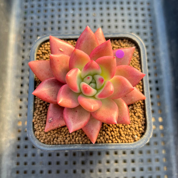 Graptoveria 'Love' 2" Succulent Plant Cutting