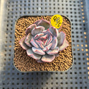 Echeveria 'Pink Dress' 2" New Hybrid Succulent Plant Cutting