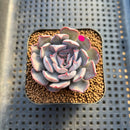 Echeveria 'Pink Dress' 2" New Hybrid Succulent Plant Cutting