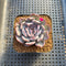 Echeveria 'Pink Dress' 2" New Hybrid Succulent Plant Cutting