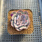 Echeveria 'Pink Dress' 2" New Hybrid Succulent Plant Cutting