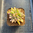 Echeveria Agavoides 'Elkhorn' Crested 2" Succulent Plant Cutting